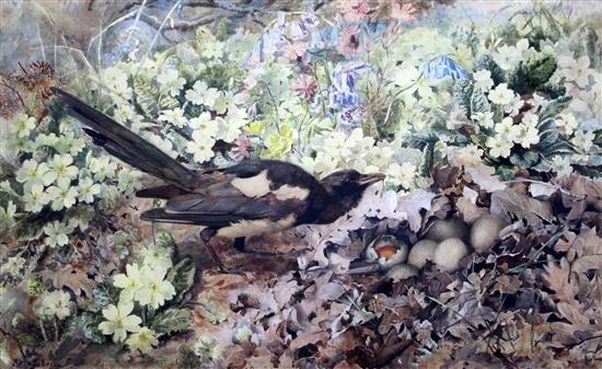 Rosa Jameson (Strutt) Poached Eggs 42 x 66cm